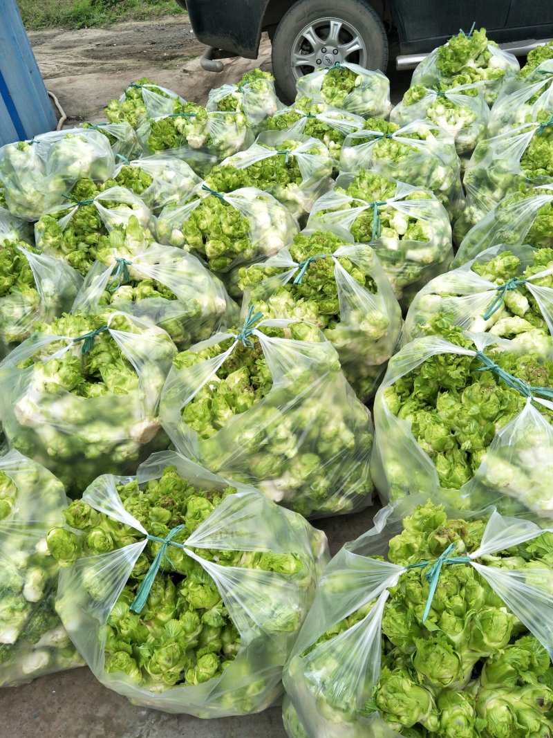 基地儿菜供应，3斤以上