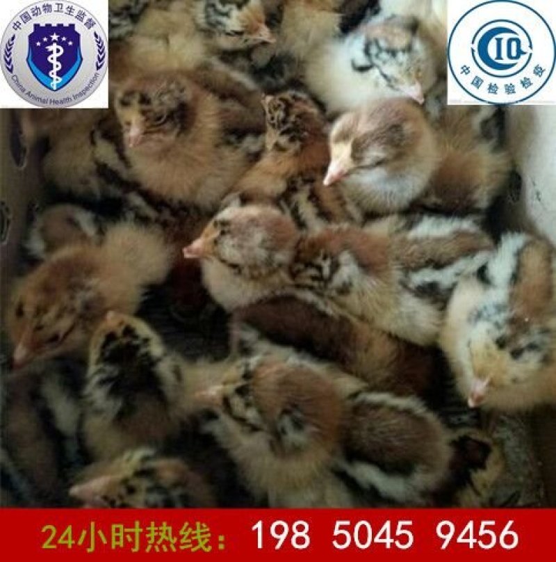 五黑鸡苗芦花鸡三黄鸡苗珍珠鸡苗青脚麻鸡苗绿壳蛋鸡苗土鸡苗