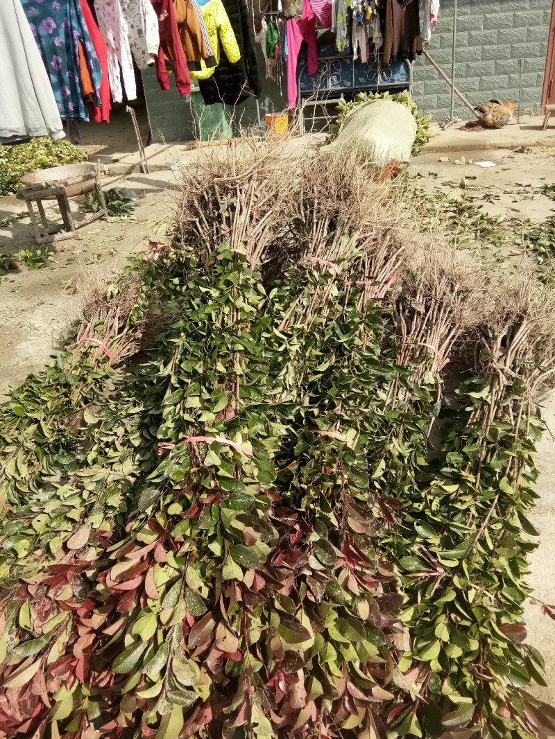 红叶石楠树苗小苗围墙绿篱植物高杆四季常青庭院绿化工程苗木