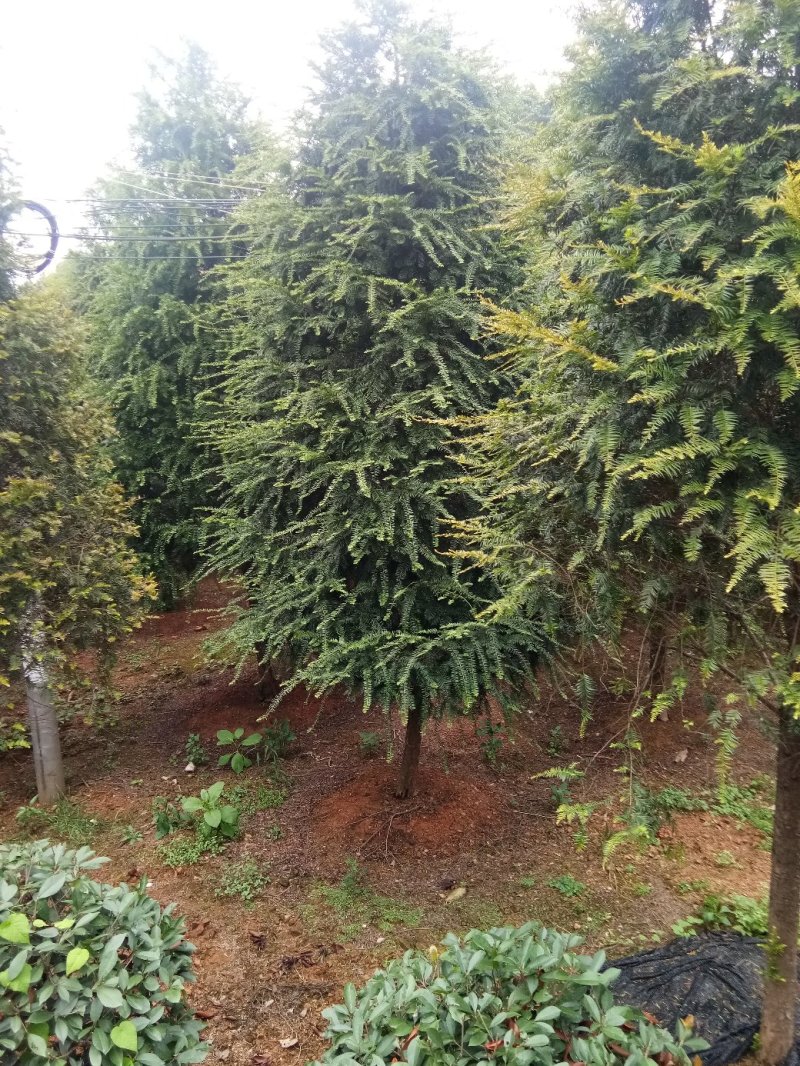 正宗南方红豆杉树苗盆景盆栽花苗曼地亚红豆杉苗大型绿绿化苗
