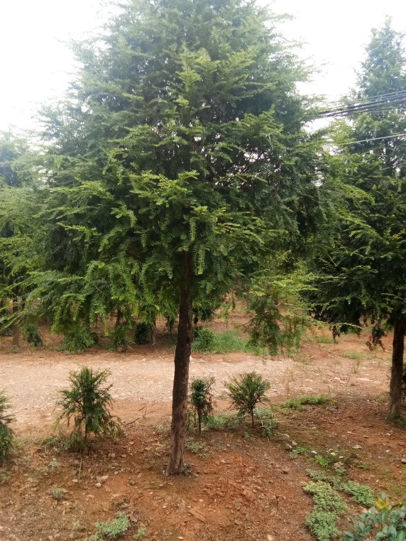 正宗南方红豆杉树苗盆景盆栽花苗曼地亚红豆杉苗大型绿绿化苗