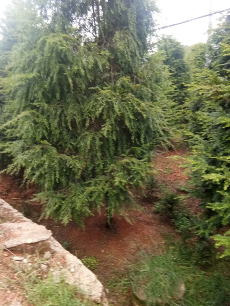 正宗南方红豆杉树苗盆景盆栽花苗曼地亚红豆杉苗大型绿绿化苗