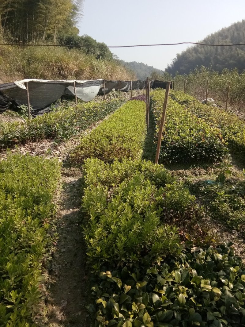 杜鹃苗，四季杜鹃苗，毛杜鹃苗，杜鹃花苗，红杜鹃苗