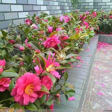 茶梅苗，茶梅花苗，粉红茶梅苗，茶梅树苗，茶梅球树苗