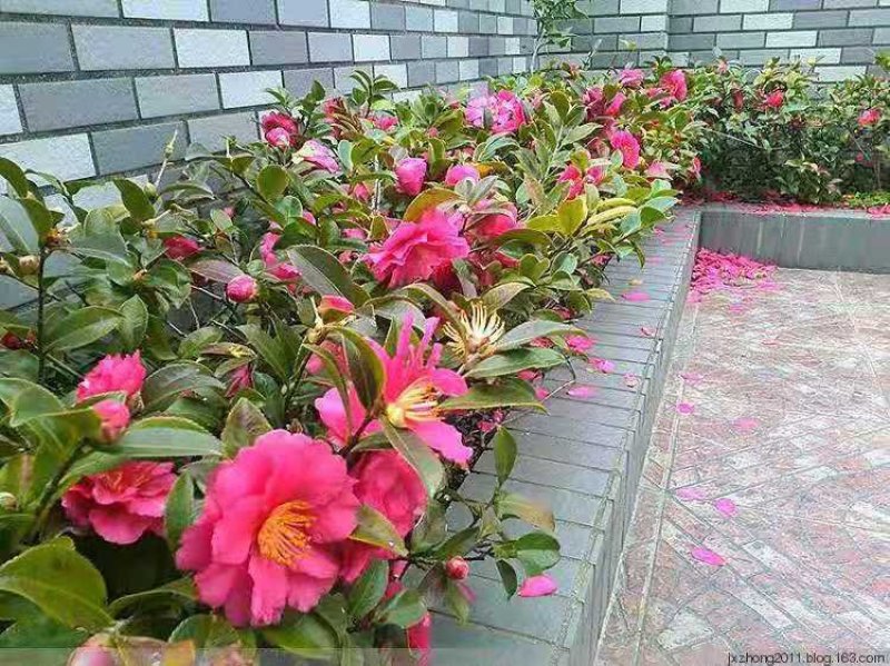 茶梅苗，茶梅花苗，粉红茶梅苗，茶梅树苗，茶梅球树苗
