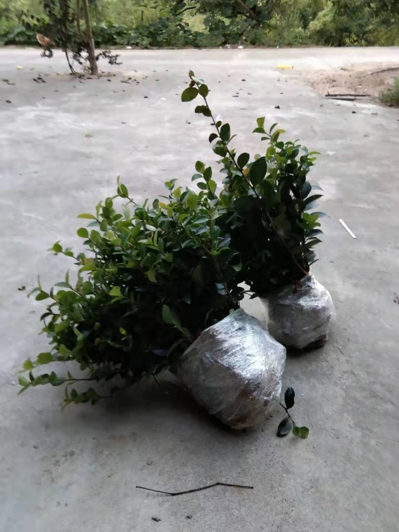 茶梅苗，茶梅花苗，粉红茶梅苗，茶梅树苗，茶梅球树苗