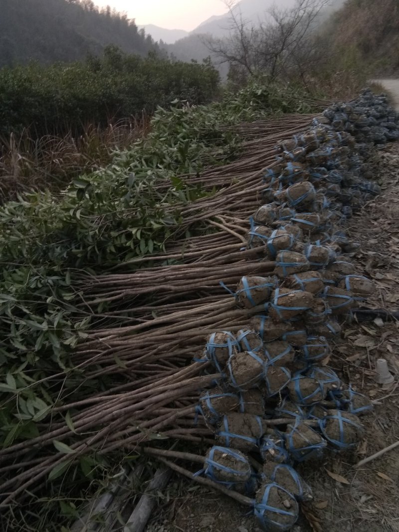 桂花树苗，桂花树，桂花大树，金桂，丹桂，四季桂，八月桂