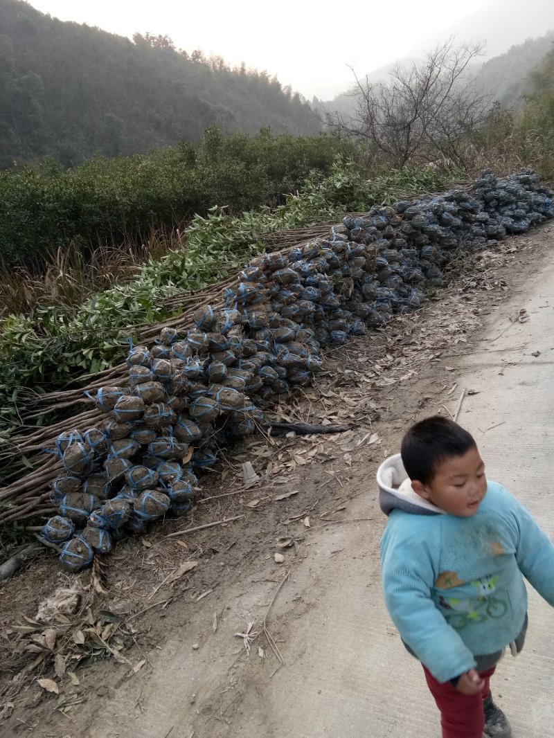 桂花树苗，桂花树，桂花大树，金桂，丹桂，四季桂，八月桂