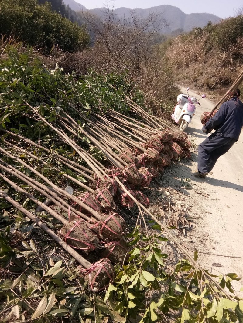 桂花树苗，桂花树，桂花大树，金桂，丹桂，四季桂，八月桂