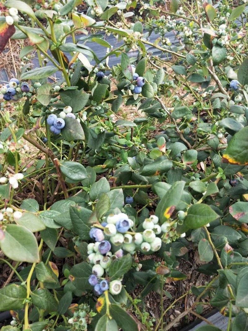 蓝莓