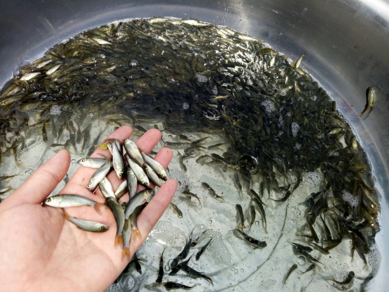 草鱼苗，各种鱼苗。(品种纯，长势快，抗病力耗氧低)