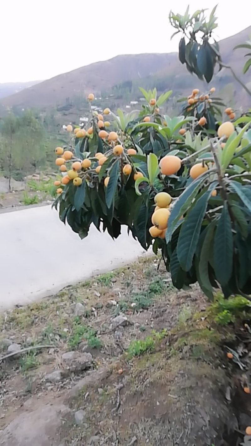 枇杷