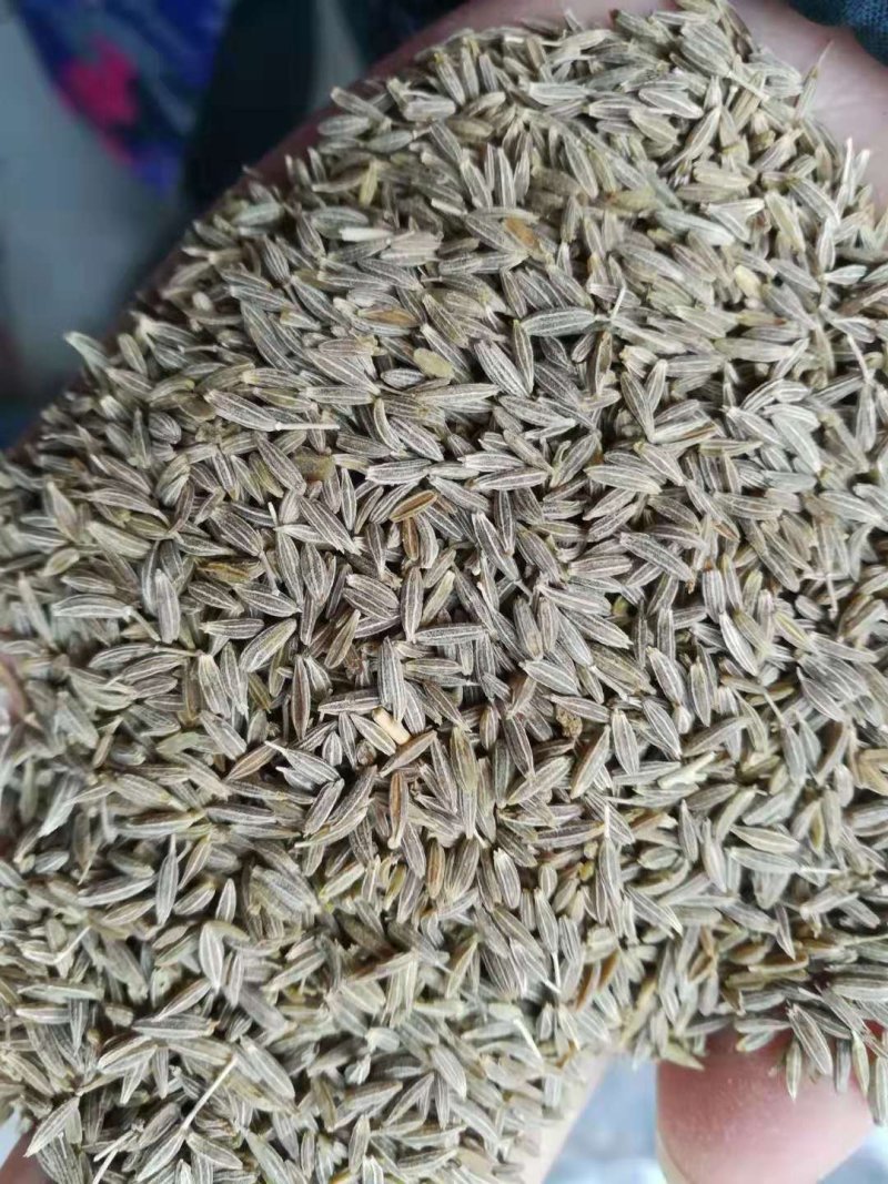 新疆孜然粒