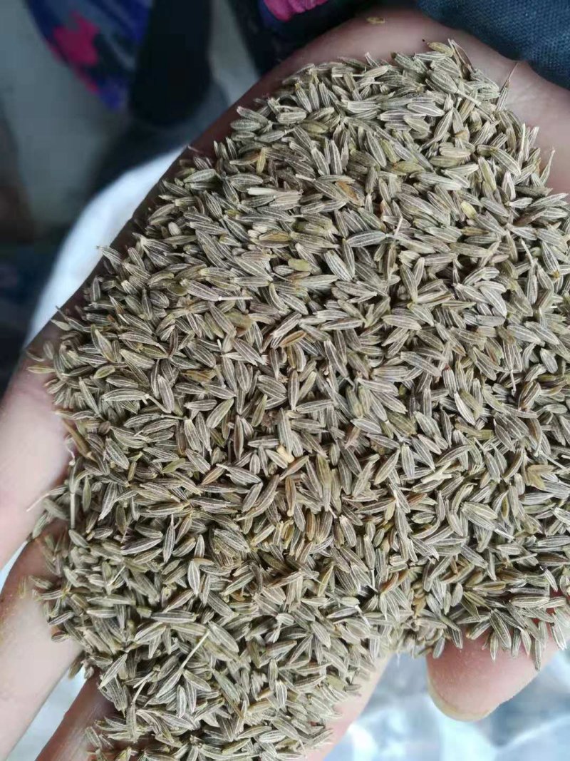 新疆孜然粒