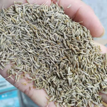 新疆孜然粒