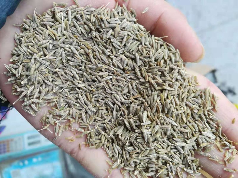 新疆孜然粒