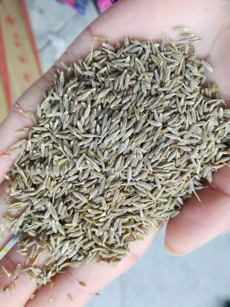 新疆孜然粒