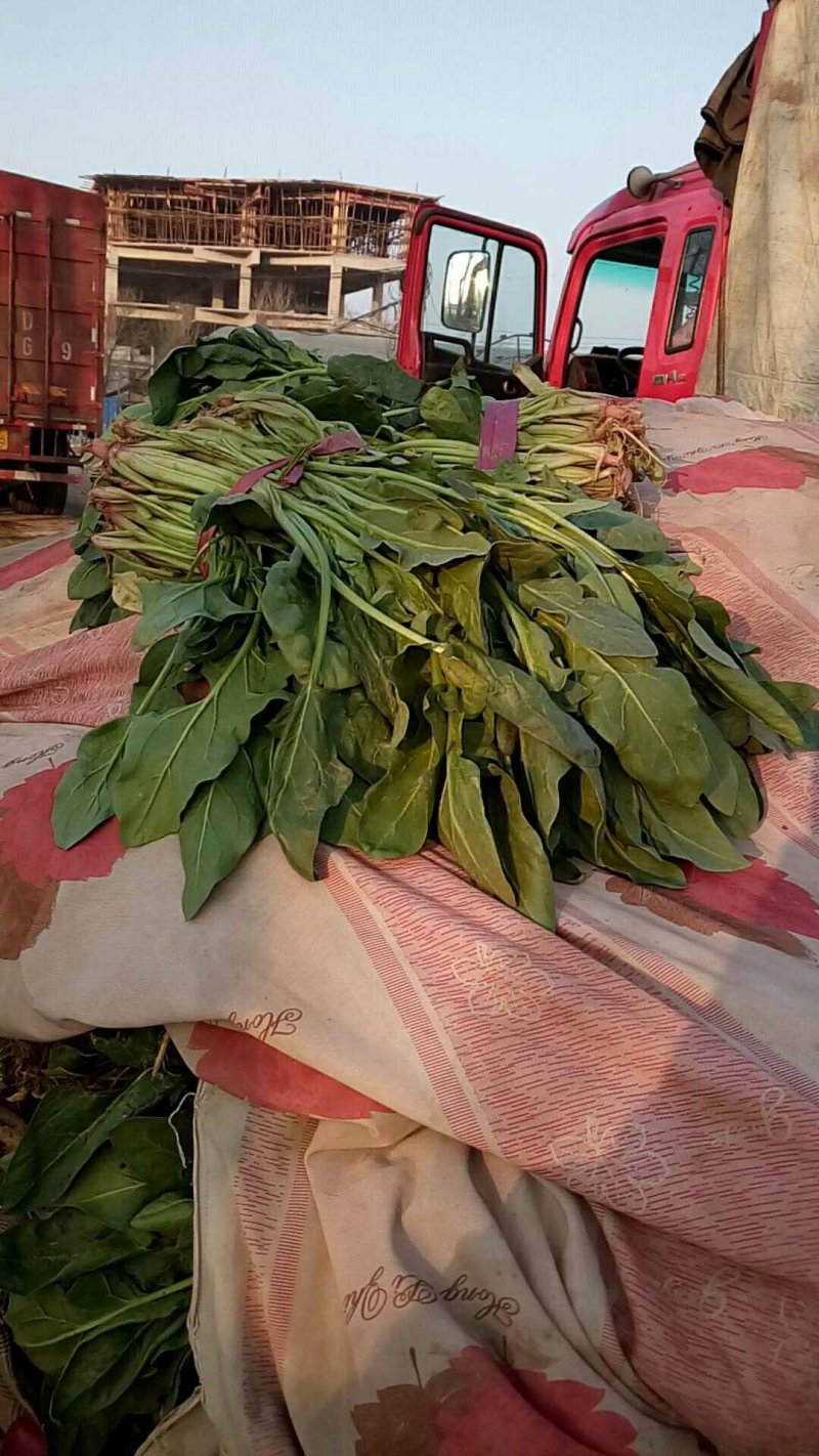 杆波菜(小叶波)