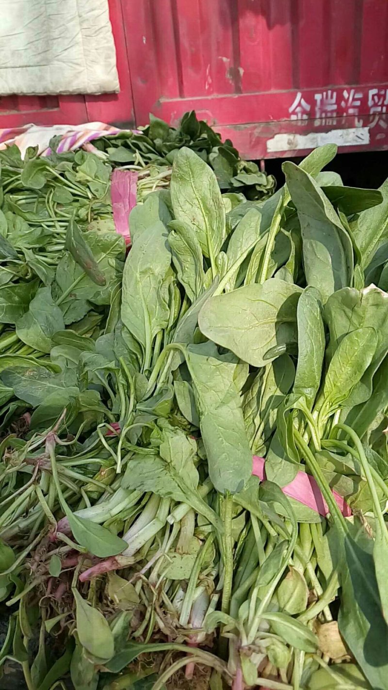 杆波菜(小叶波)