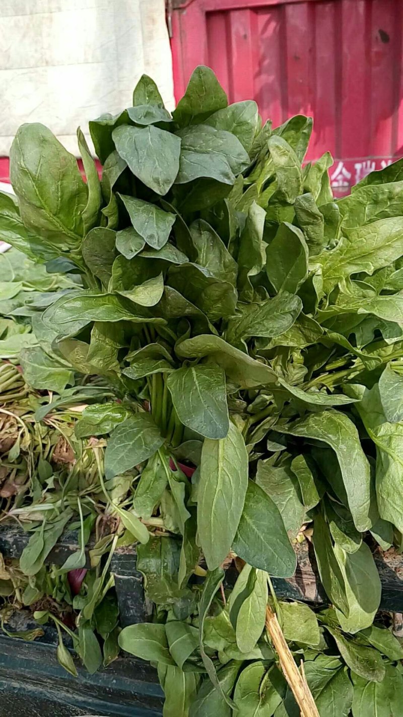 杆波菜(小叶波)