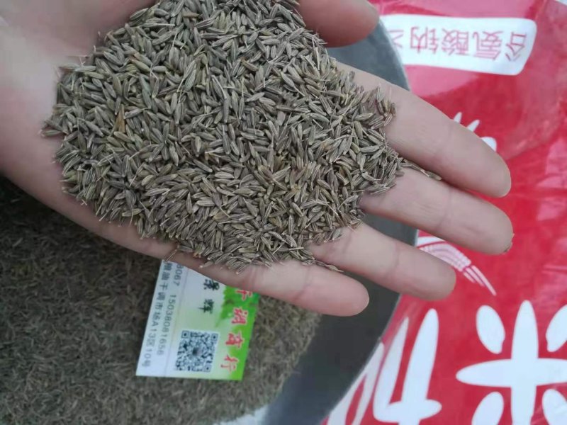 进口孜然