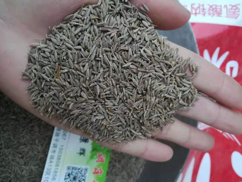 进口孜然