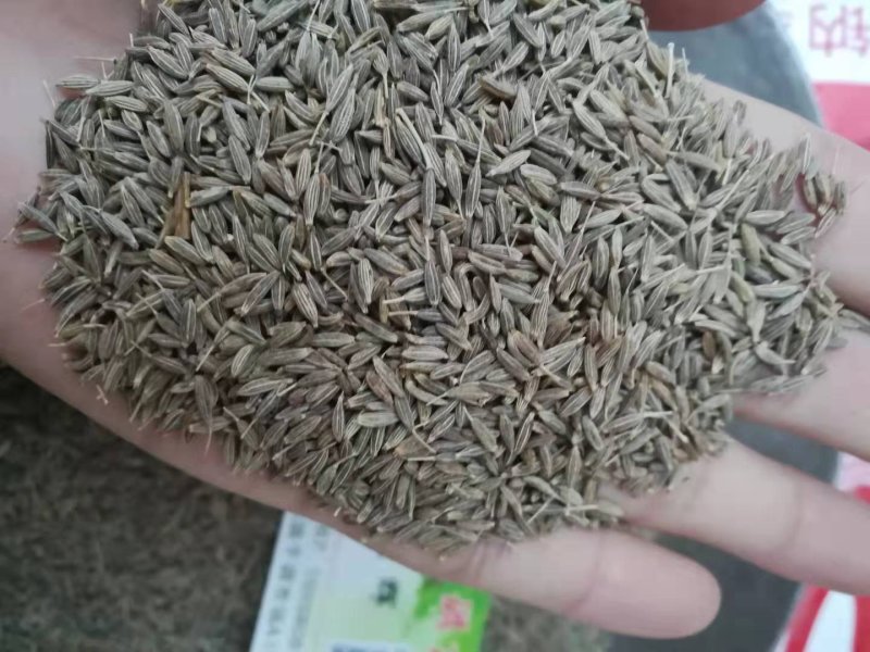 进口孜然