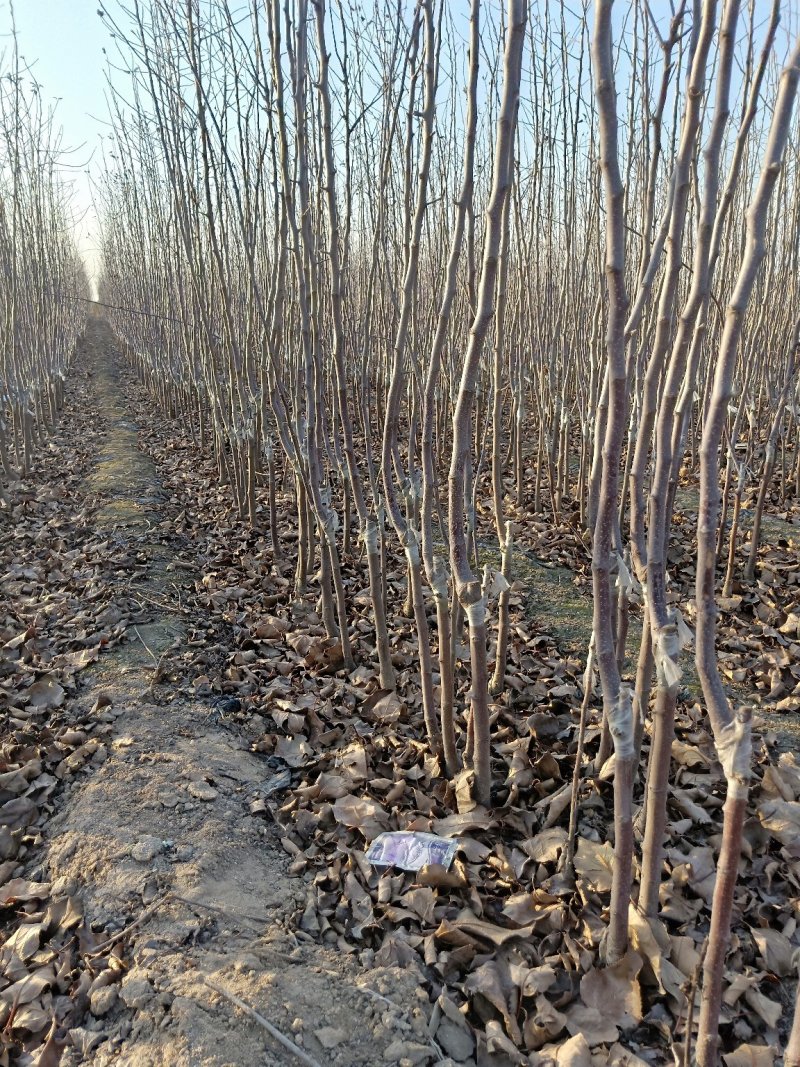 矮化苹果苗，红肉苹果苗，一棵也是批发价，宫崎短枝苹果苗