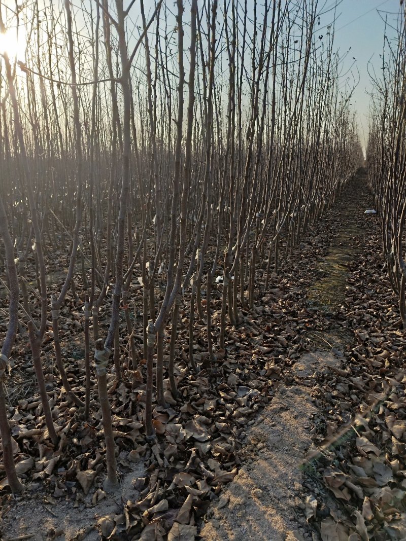 矮化苹果苗，红肉苹果苗，一棵也是批发价，宫崎短枝苹果苗