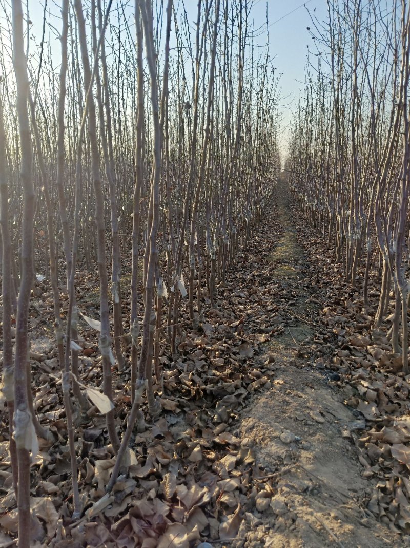矮化苹果苗，红肉苹果苗，一棵也是批发价，宫崎短枝苹果苗