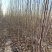 矮化苹果苗，红肉苹果苗，一棵也是批发价，宫崎短枝苹果苗