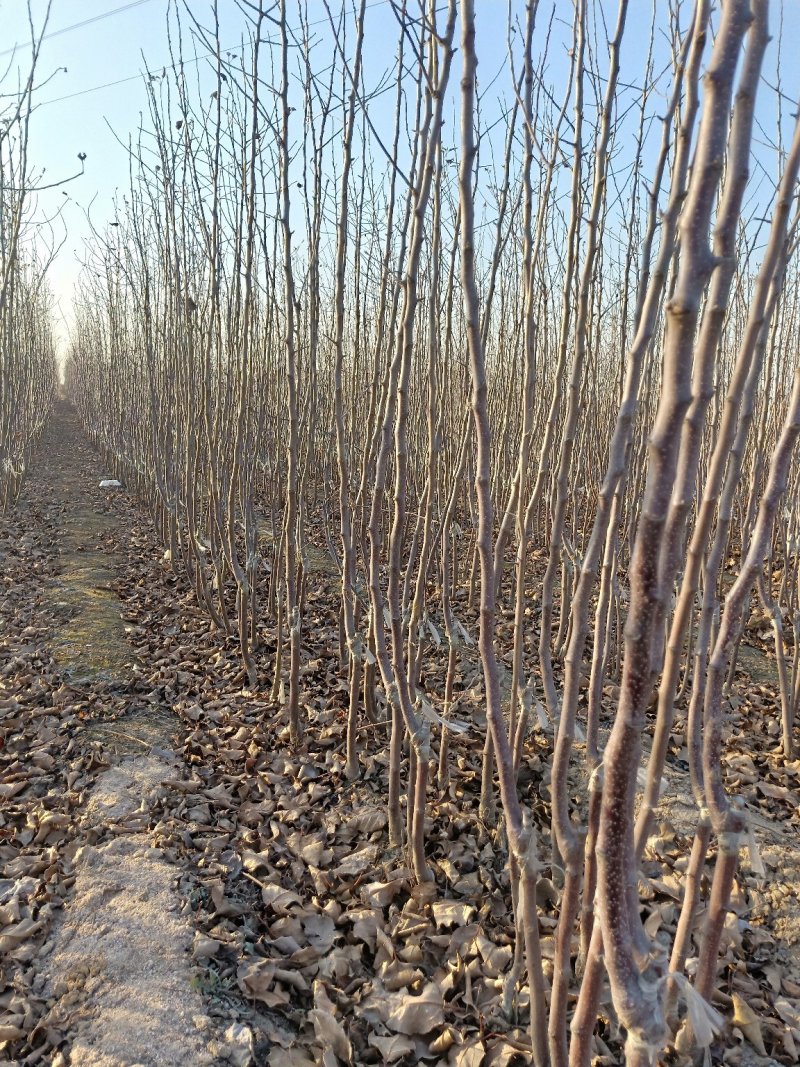 矮化苹果苗，红肉苹果苗，一棵也是批发价，宫崎短枝苹果苗