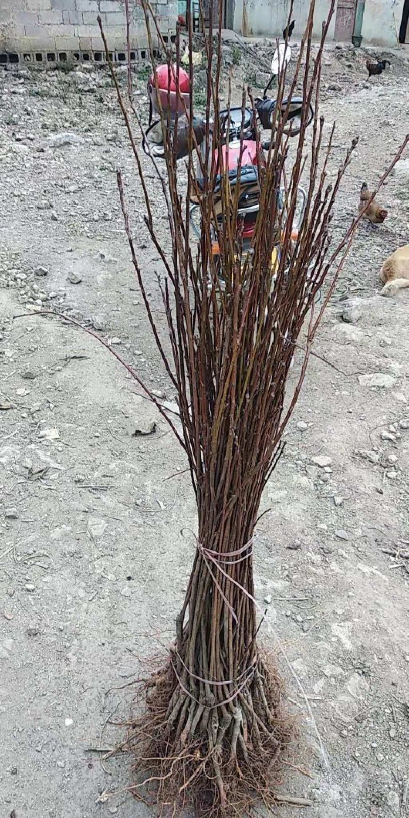六马蜂糖李树苗