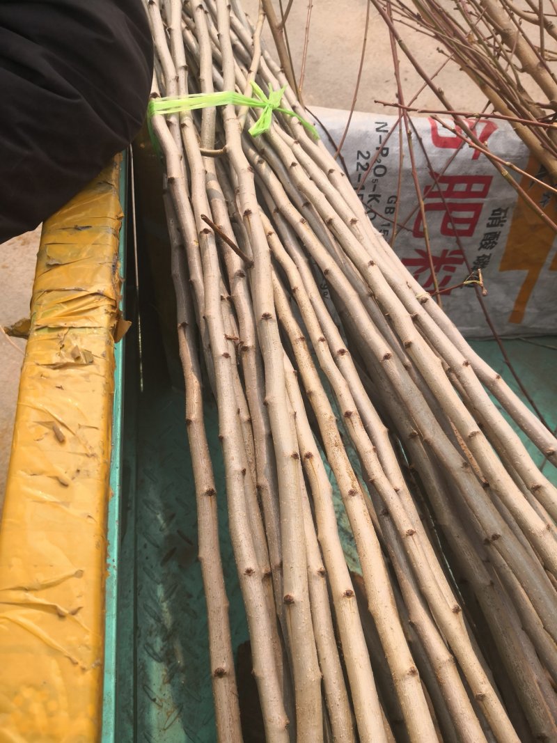 山楂树苗60-70cm地裁苗山东泰安苗木批发基地
