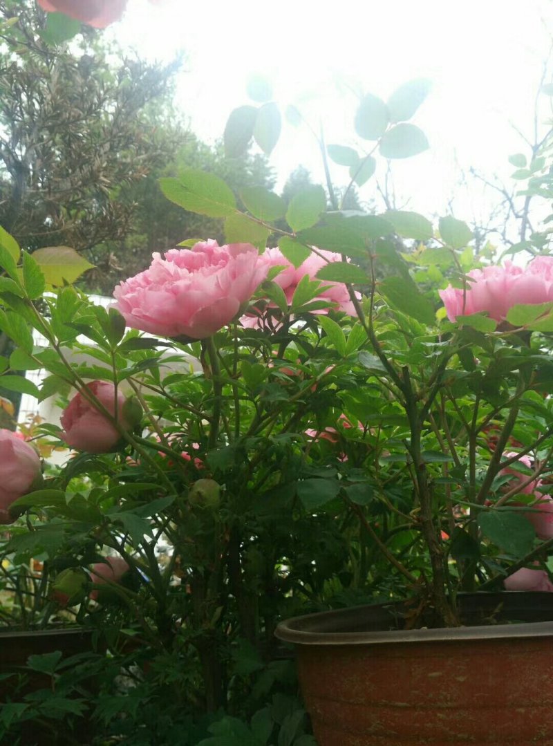 杜鹃信阳市浉河区董家河苗木花卉常年出售产地自营
