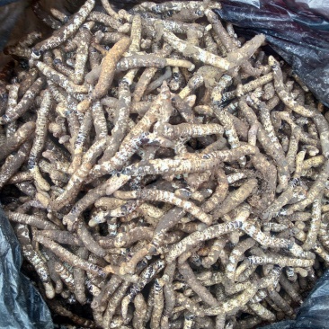 精选正宗无硫野生冬虫夏草生货产地直销一手货源非藏虫草干货