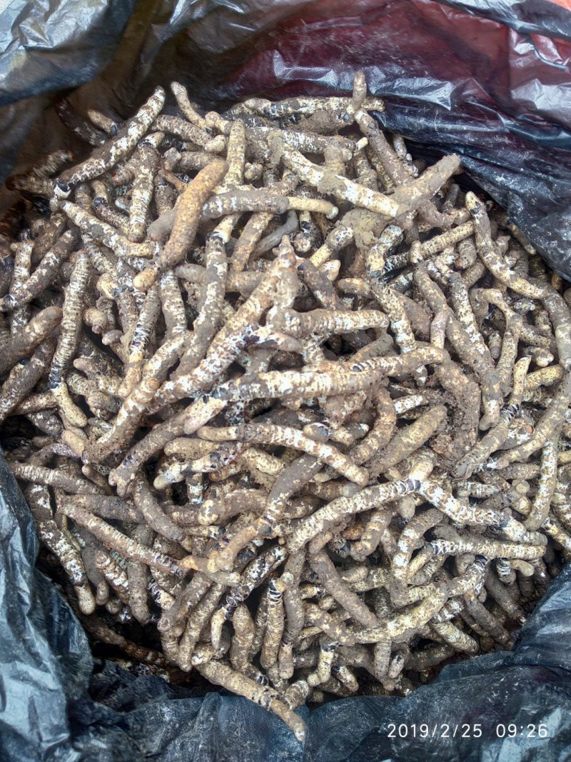 精选正宗无硫野生冬虫夏草生货产地直销一手货源非藏虫草干货