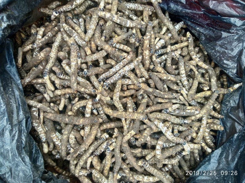 精选正宗无硫野生冬虫夏草生货产地直销一手货源非藏虫草干货