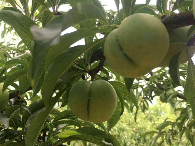 贵州六马甜如蜜蜂糖李