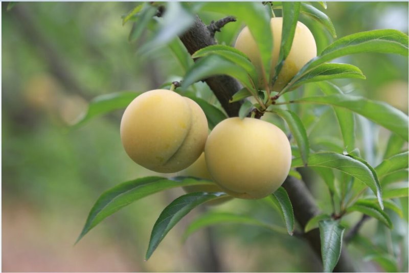 贵州六马甜如蜜蜂糖李