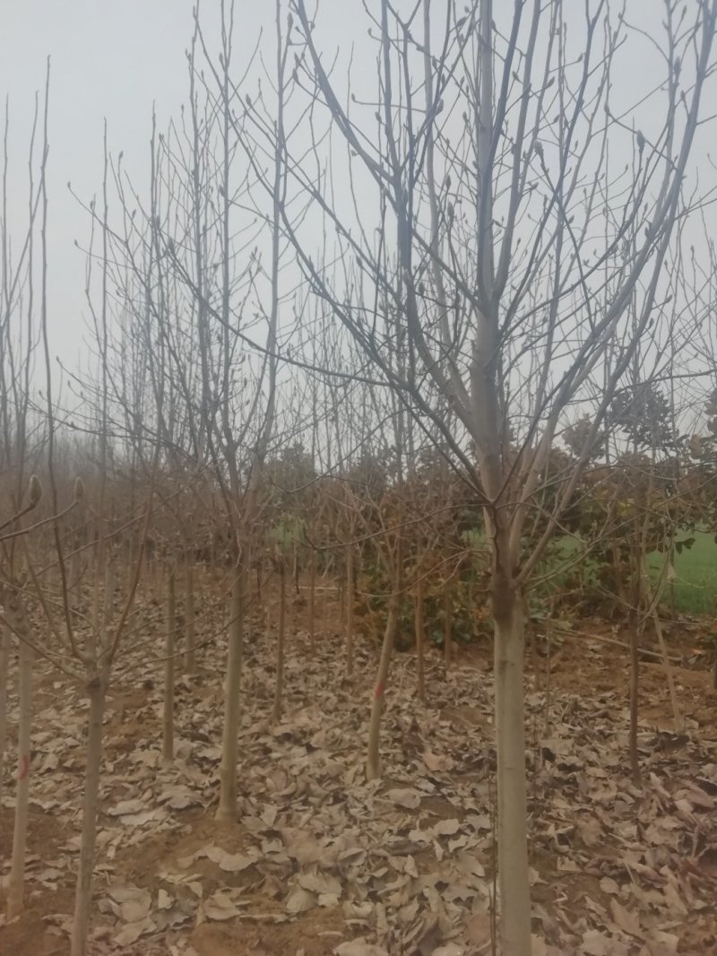 落叶玉兰三到十公分