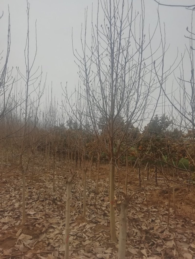 落叶玉兰三到十公分