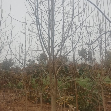 落叶玉兰三到十公分