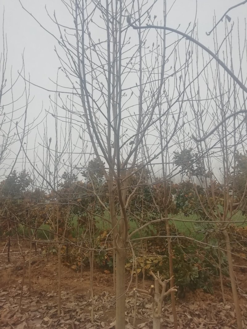 落叶玉兰三到十公分
