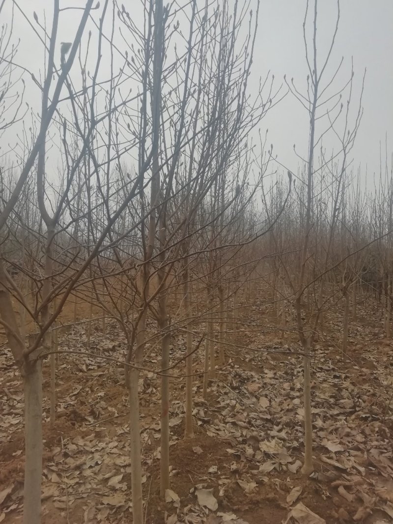 落叶玉兰三到十公分
