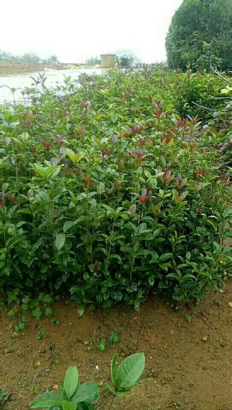 桂花树桂花树苗八月桂花苗金桂树苗