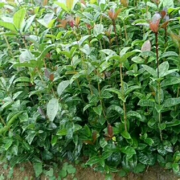桂花树桂花树苗八月桂花苗金桂树苗
