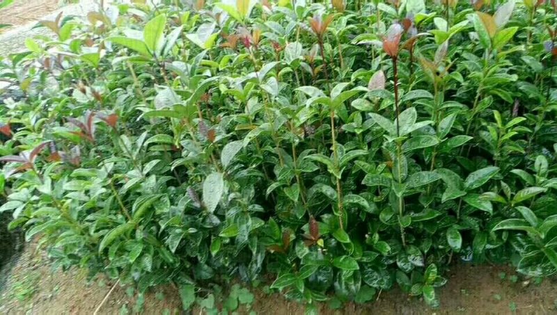 桂花树桂花树苗八月桂花苗金桂树苗