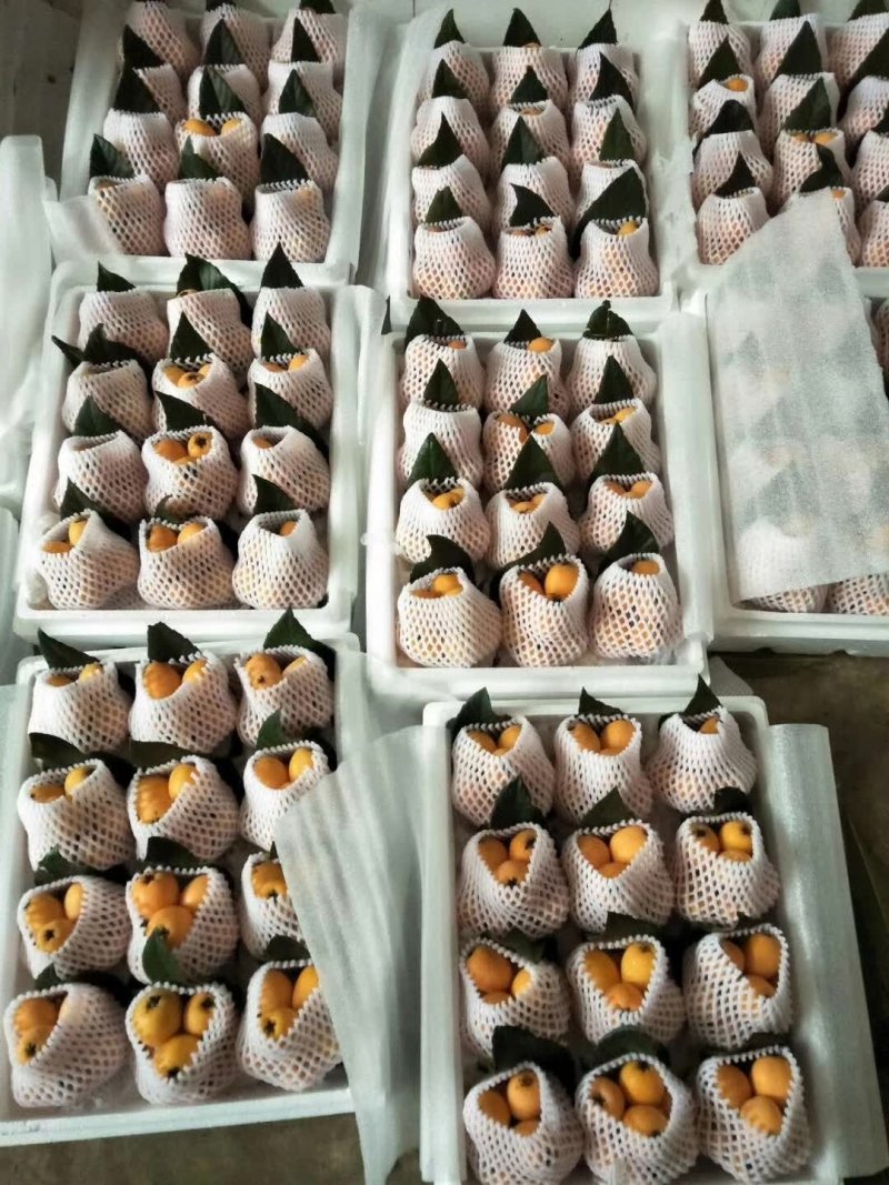 优质大叶子枇杷苗，品种纯正