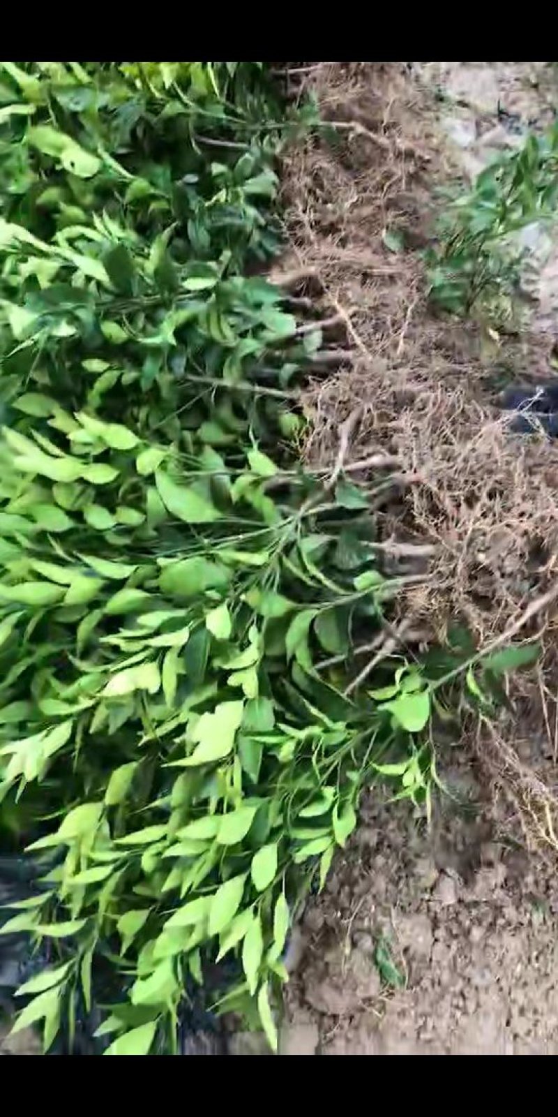 柑桔苗碰柑